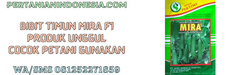 bibit,timun,mira,f1,mira f1